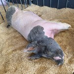 Piggin out