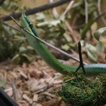 Rhinoceros Rat Snake