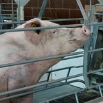 Some Pig
