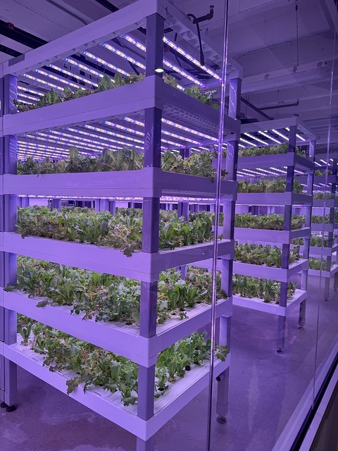 Basement grow room