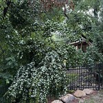 Landscaping - Another neighbor's maple lost a giant limb on another part our fence.