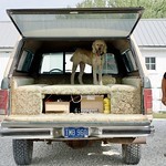 Steve Phalen - A nice bed for the poodle
