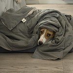 Cozy Boye