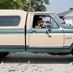 Dogs - Truckin Pup