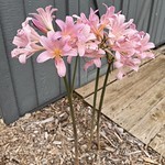Neighbor gave us some surprise lillies a while back. They did their thing this year.