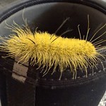 American Dagger Caterpillar