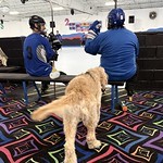 Dogs - Pick up hockey stuff