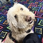 Dogs - Put me in coach
