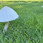 Mushroom - Lawn Shrooms