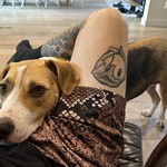 Awkward boy would like pets