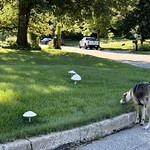 Wondering about these mushrooms
