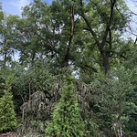 Landscaping - Neighbor's Walnut lost a huge limb on our fence. Missed the new trees by inches