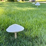 Mushroom - Big ol neighborhood shrooms