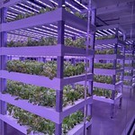 Basement grow room