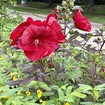Neighborhood flowers