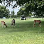 Golf pets