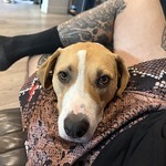 Hi