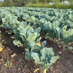 Leafy Greens