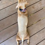 Dogs - Cowgirl