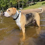Lake pup