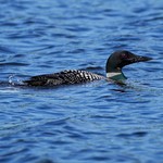 Born Wild - Loon