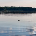 Evening loon