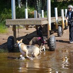 Crazy pups