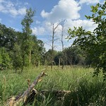 Camping - The marsh behind our campsite. I hope there are no alligators out there.
