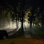 Camping - Light through the trees