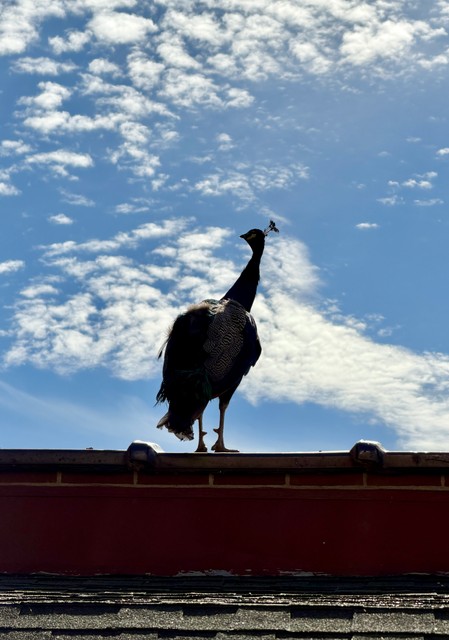 I don't think peacocks are very smart animals