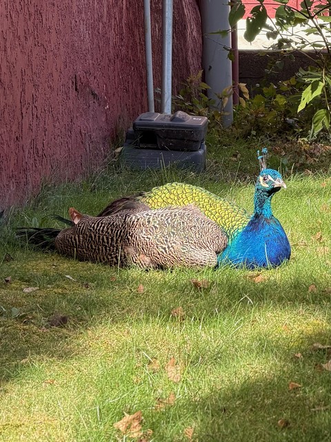 Schell's Peacocks