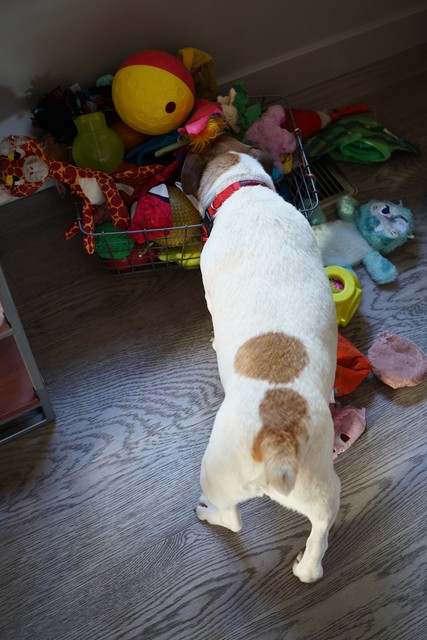 Lookin for squeakers