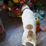 Lookin for squeakers