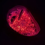 Fireball Jelly Belly