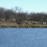 So many horses at Whiterock this weekend