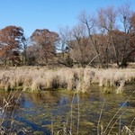 White Rock Wetland