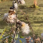 Milkweed
