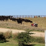 These cows were mooing next to Jeff and Teresa's campsite nonstop