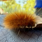 Fuzzy caterpiller
